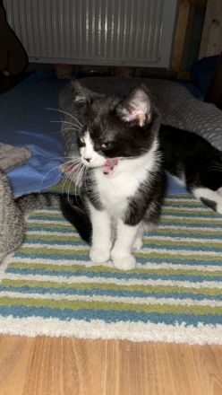 BKH Bengale Siam Mixe