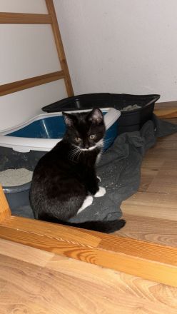 BKH Bengale Siam Mixe