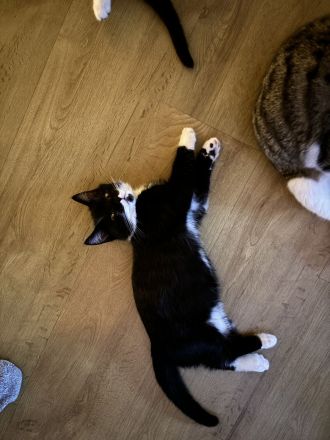 BKH Bengale Siam Mixe