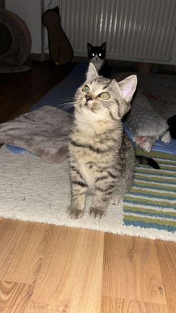 BKH Bengale Siam Mixe