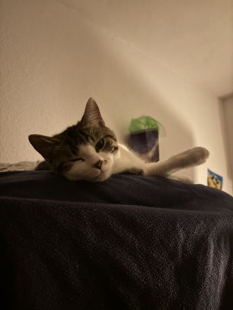 BKH Bengale Siam Mixe