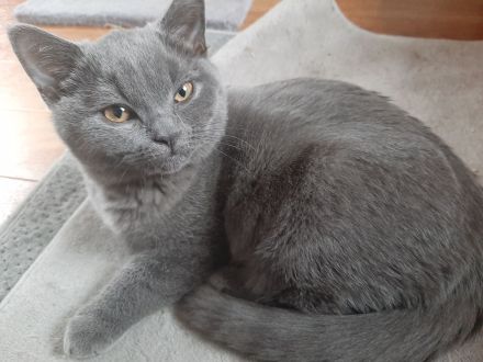 Wunerschöne BKH Dame sucht neues Zuhause