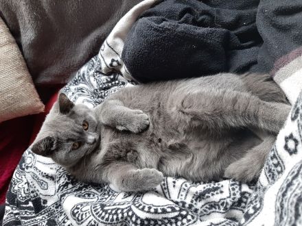 Wunerschöne BKH Dame sucht neues Zuhause