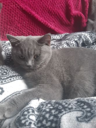 Wunerschöne BKH Dame sucht neues Zuhause