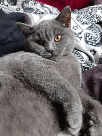 Wunerschöne BKH Dame sucht neues Zuhause