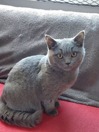 Wunerschöne BKH Dame sucht neues Zuhause