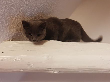 Wunerschöne BKH Dame sucht neues Zuhause