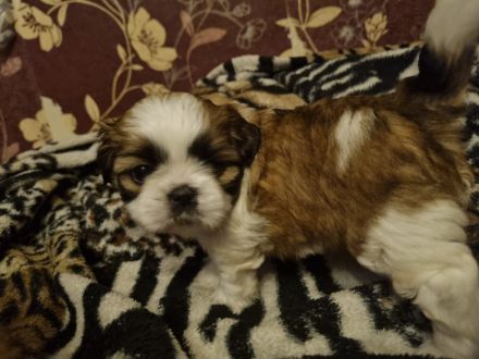 Shih tzu welpen zu Verkaufen