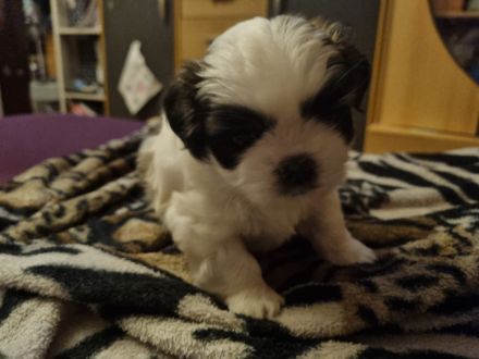 Shih tzu welpen zu Verkaufen