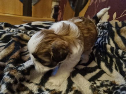 Shih tzu welpen zu Verkaufen