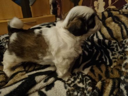 Shih tzu welpen zu Verkaufen