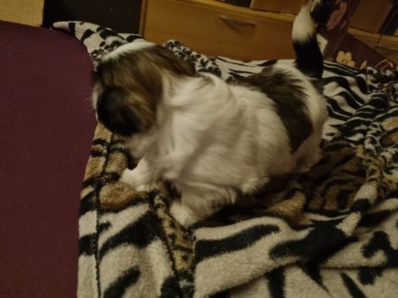 Shih tzu welpen zu Verkaufen