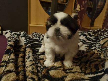 Shih tzu welpen zu Verkaufen