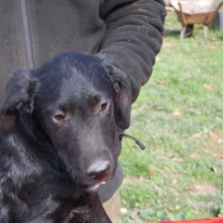 Tomi-LabradorMix-Rüde-ca 55cm