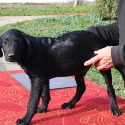 Tomi-LabradorMix-Rüde-ca 55cm