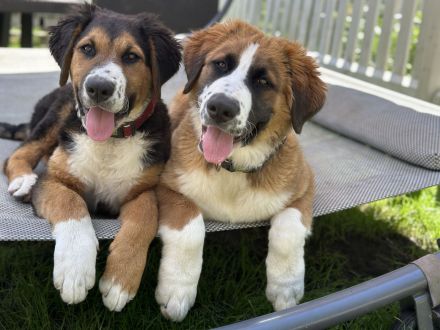 Leonberger- Bernersennenmix (m/w)