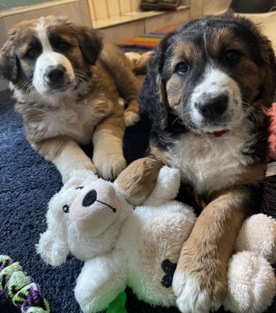 Leonberger- Bernersennenmix (m/w)