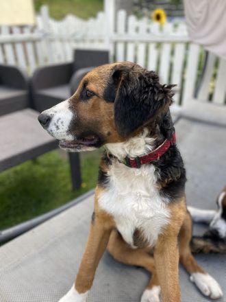 Leonberger- Bernersennenmix (m/w)