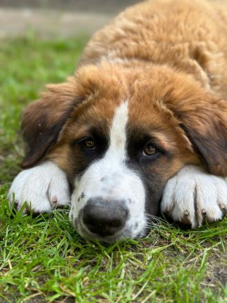 Leonberger- Bernersennenmix (m/w)
