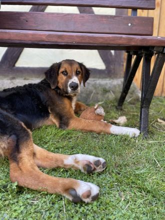Leonberger- Bernersennenmix (m/w)