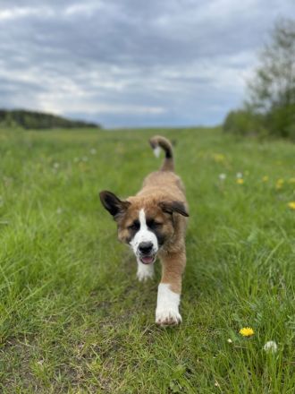 Leonberger- Bernersennenmix (m/w)