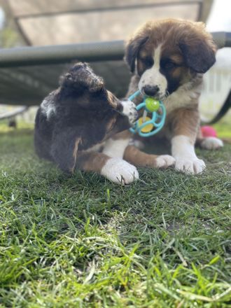 Leonberger- Bernersennenmix (m/w)