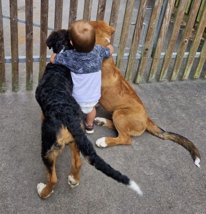 Leonberger- Bernersennenmix (m/w)