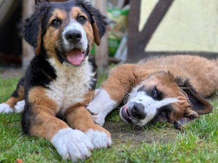 Leonberger- Bernersennenmix (m/w)