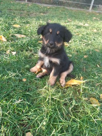 Australian Shepherd Mischlingswelpen