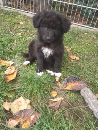 Australian Shepherd Mischlingswelpen