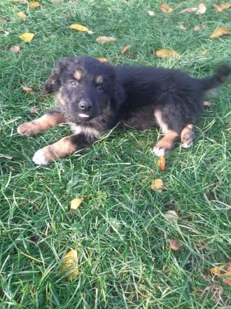 Australian Shepherd Mischlingswelpen