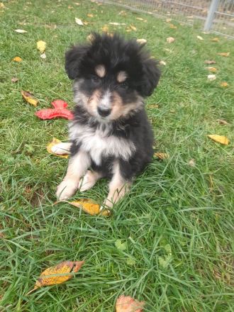 Australian Shepherd Mischlingswelpen
