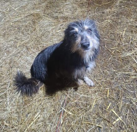 Australian Shepherd Mischlingswelpen