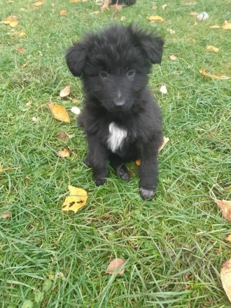 Australian Shepherd Mischlingswelpen