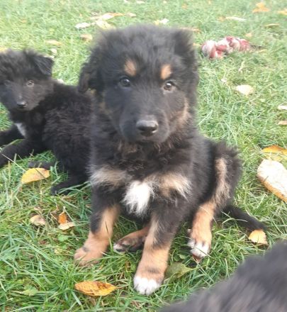 Australian Shepherd Mischlingswelpen