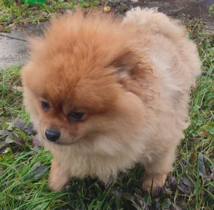 Deckrüde Pomeranian Spitz