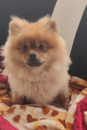 Deckrüde Pomeranian Spitz