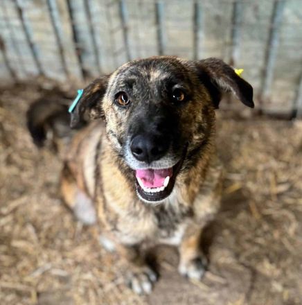 JOELINA ca.3 1/2-jährige, super liebe, verschmuste Hündin, ca. 49 cm,