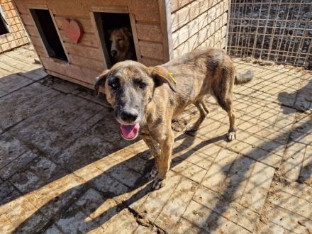 JOELINA ca.3 1/2-jährige, super liebe, verschmuste Hündin, ca. 49 cm,