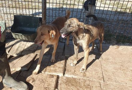 JOELINA ca.3 1/2-jährige, super liebe, verschmuste Hündin, ca. 49 cm,