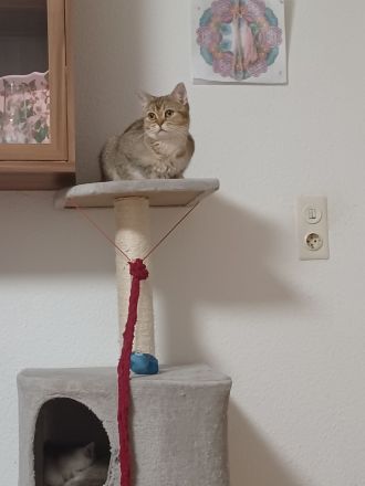 BKH Katze zum abgeben