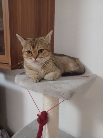 BKH Katze zum abgeben