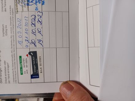 BKH Katze zum abgeben