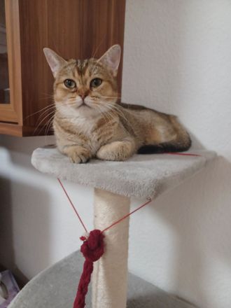 BKH Katze zum abgeben