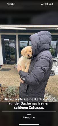 Labrador Welpe  reinrassig