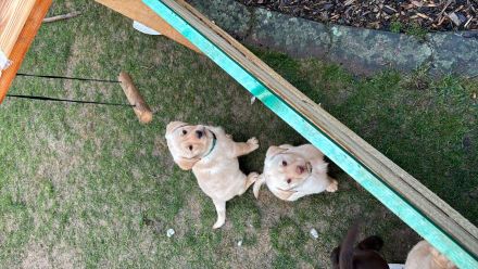 Labrador Welpe  reinrassig