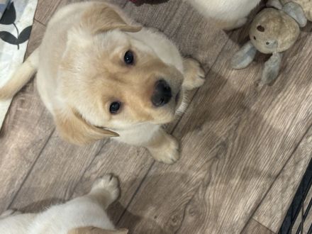 Labrador Welpe  reinrassig