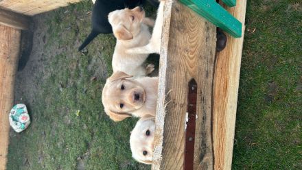 Labrador Welpe  reinrassig