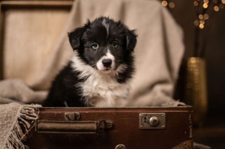 Border Collie Welpen FCI