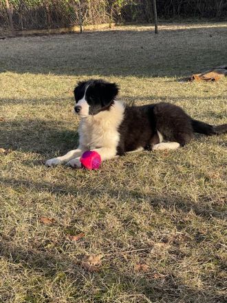 Border Collie Welpen FCI